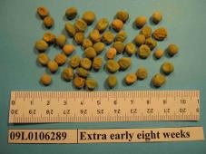 Click for 1 image(s) for this accession. Image